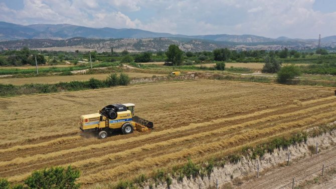 Pamukkale Belediyesi İlk Buğday Hasadını Gerçekleştirdi