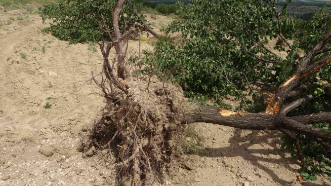 "Emeğim Çok" Deyip Onlarca Kayısı Ağacını Kökünden Söktü