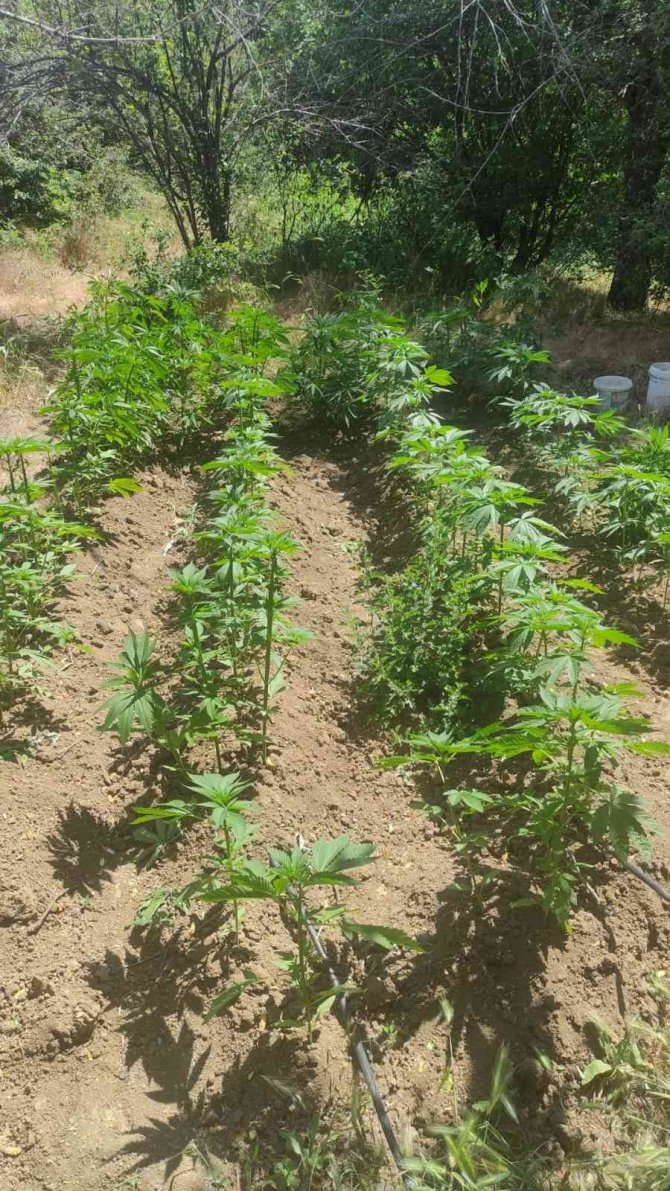 Elazığ’da 212 Kök Kenevir Ele Geçirildi