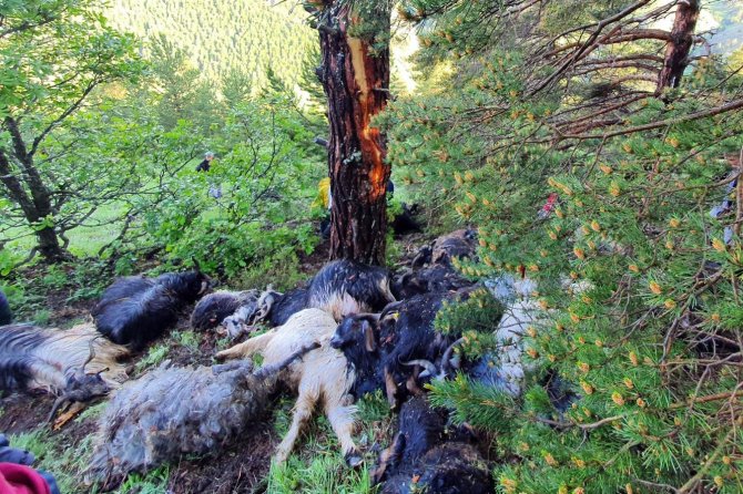 Keçi Sürüsünün Üzerine Yaylada Yıldırım Düştü: 43 Keçi Telef Oldu