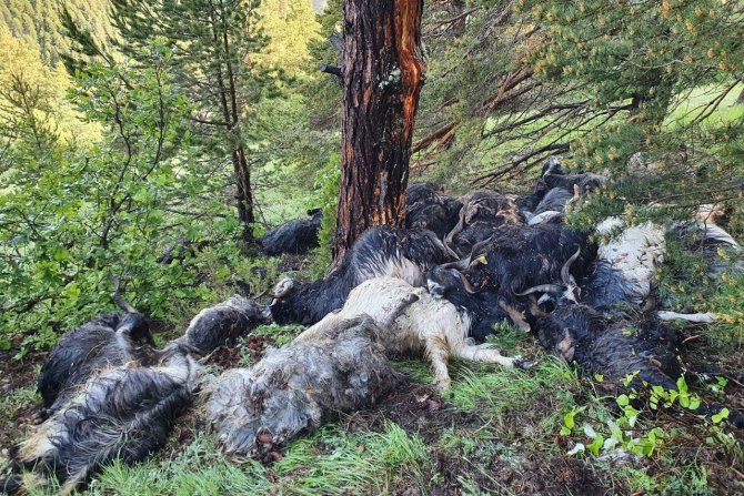 Keçi Sürüsünün Üzerine Yaylada Yıldırım Düştü: 43 Keçi Telef Oldu