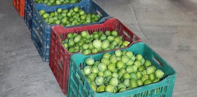 İ̇lek Sezonu Başladı, Kilosu 15 Tl’ye Alıcı Buluyor