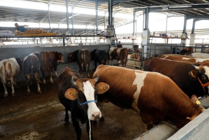 İ̇negöl Hayvan Pazarında Kurbanlıklar Satışa Çıktı