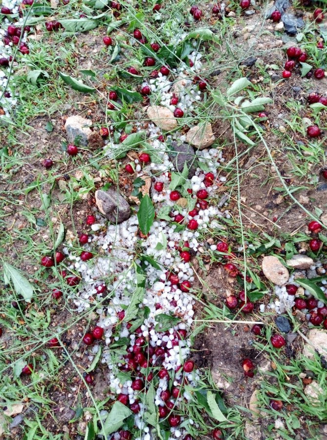 Malatya’da Sağanak Ve Dolu Meyvelere Zarar Verdi