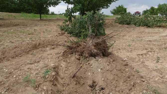 "Emeğim Çok" Deyip Onlarca Kayısı Ağacını Kökünden Söktü