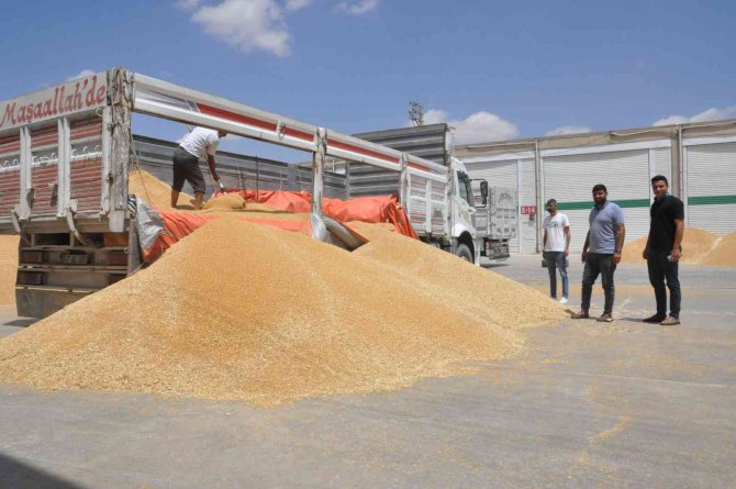 Mardin’de Sulu Tarım Arazilerinde Buğday Rekoltesi Sevindiriyor