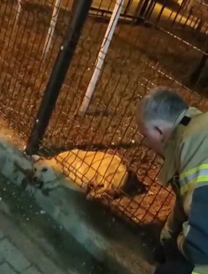 Parkın Koruma Tellerine Sıkışan Köpeği İtfaiye Kurtardı