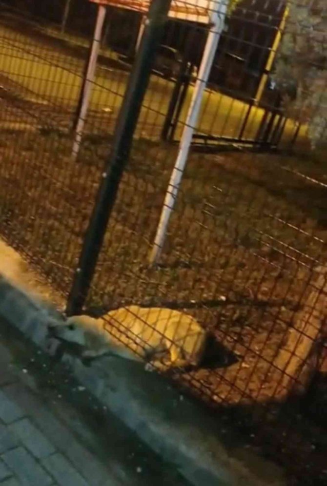 Parkın Koruma Tellerine Sıkışan Köpeği İtfaiye Kurtardı