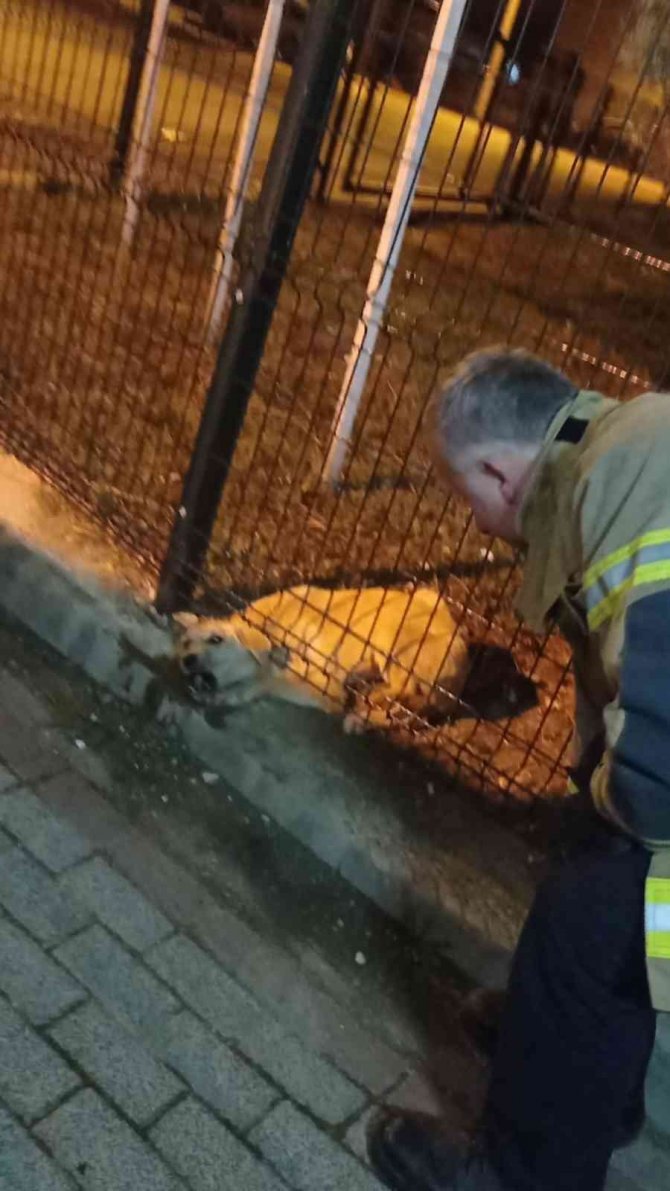Parkın Koruma Tellerine Sıkışan Köpeği İtfaiye Kurtardı