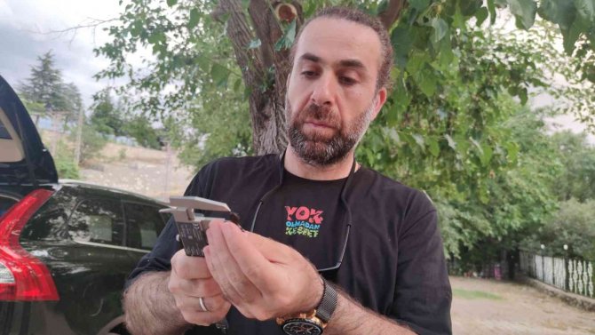 Ateş Semenderinin Popülasyonu İnceleniyor