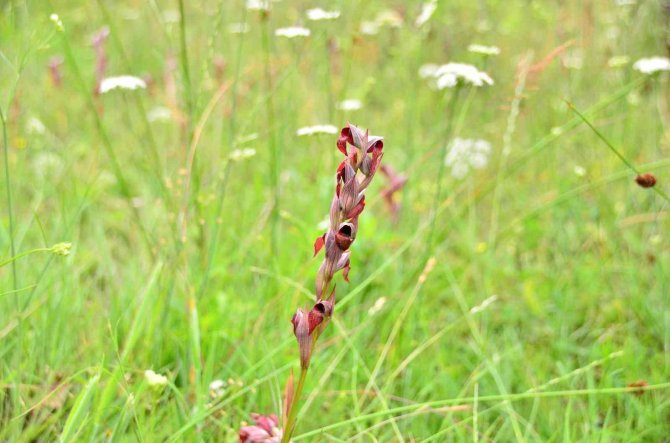 Bahçedeki ‘Beyaz Altın’ı Kaçak Topladılar