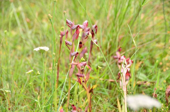 Bahçedeki ‘Beyaz Altın’ı Kaçak Topladılar