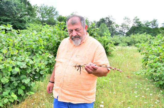 Bahçedeki ‘Beyaz Altın’ı Kaçak Topladılar