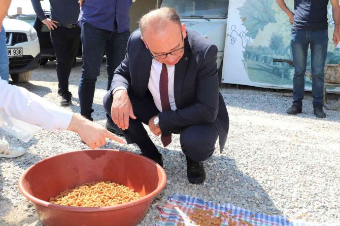 Atık Gıdalar Sokak Hayvanları İçin Mamaya Dönüşecek