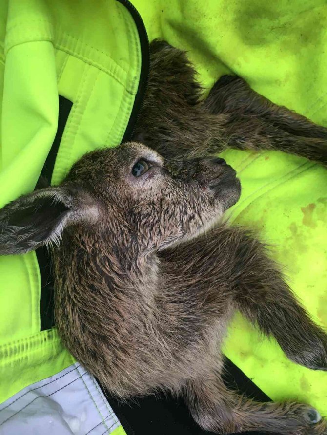 Doğa Fotoğrafçısı Yeni Doğan Dağ Keçisini Hayatta Tutmak İçin Her Yolu Denedi