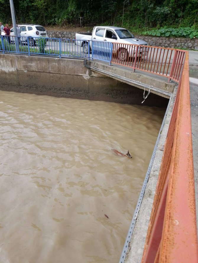 Hes Havuzuna Düşen Karaca Kurtarıldı