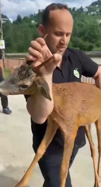 Hes Havuzuna Düşen Karaca Kurtarıldı