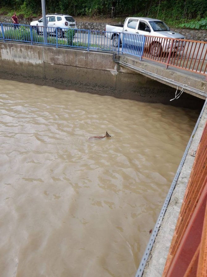 Hes Havuzuna Düşen Karaca Kurtarıldı