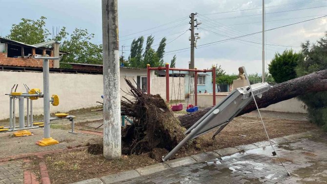 Aydın’da Faciadan Dönüldü: Çocuklar Ağacın Altında Kalmaktan Dakikalarla Kurtuldu