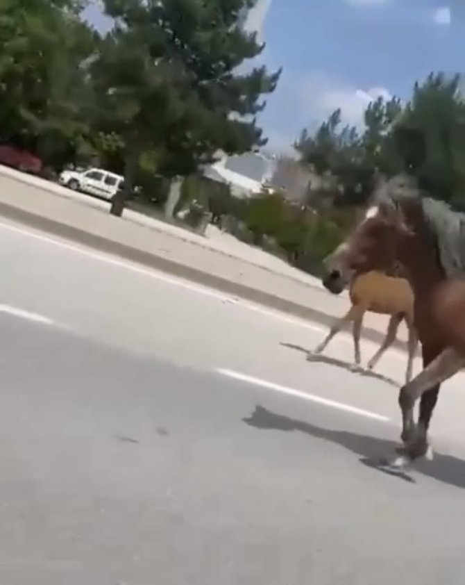 Bursa’da Başıboş Atlar Trafiği Felç Etti