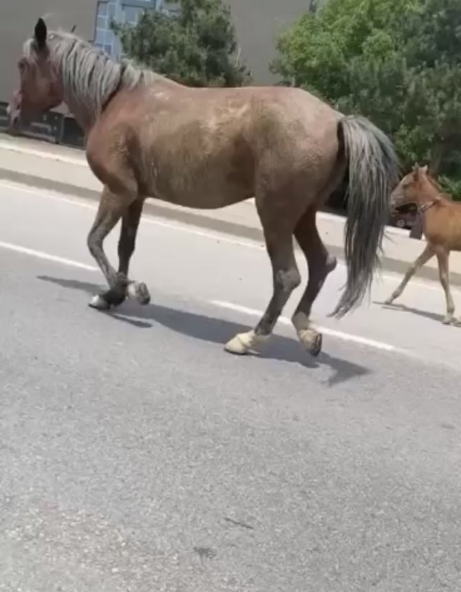 Bursa’da Başıboş Atlar Trafiği Felç Etti