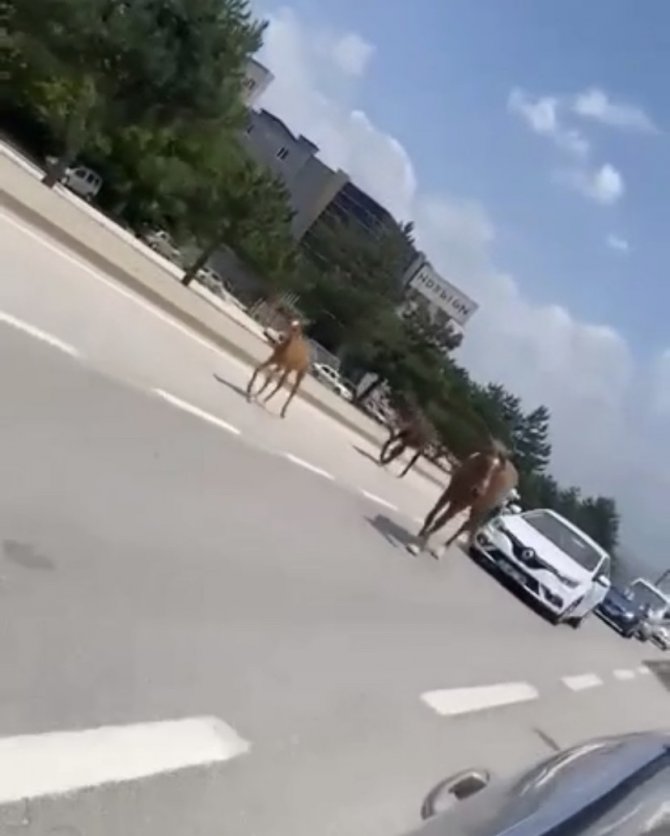 Bursa’da Başıboş Atlar Trafiği Felç Etti