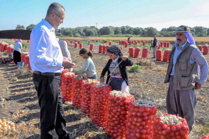 Karacabey’de Soğan Hasadı Bereketli Başladı