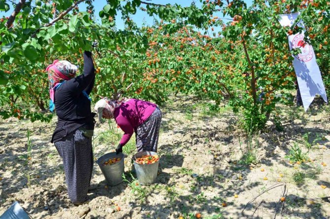 Denizli’de Erkenci Kayısı Hasadı Başladı