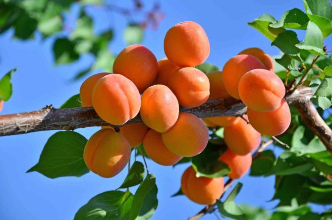 Denizli’de Erkenci Kayısı Hasadı Başladı