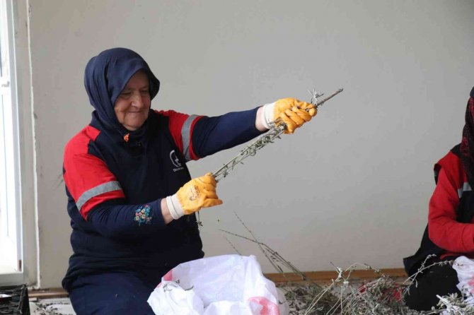 Hasadı Yapılan Ada Çayı Ayıklanıyor