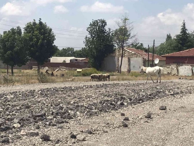 Eskişehir’de Başıboş At Sorununa Çözüm Bulunamıyor