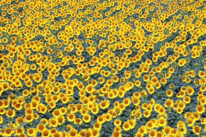 Ayçiçeği Üreticisine İlave Destek