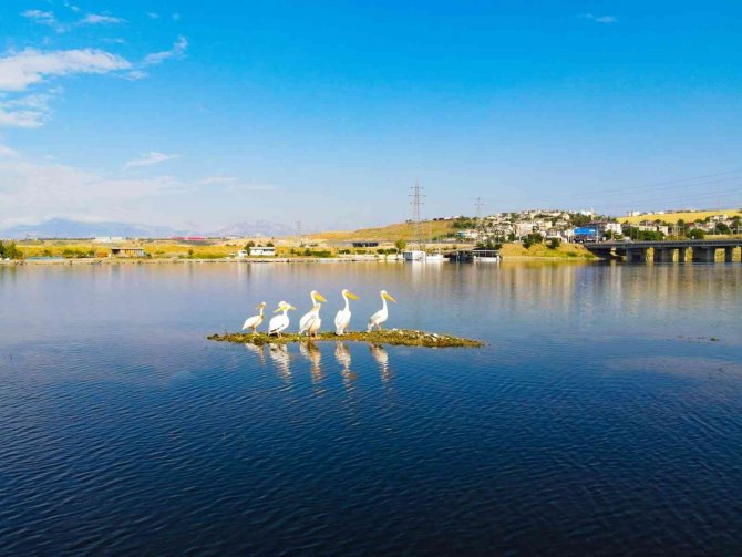 Kahramanmaraş’ta Pelikanların Göç Yolculuğu
