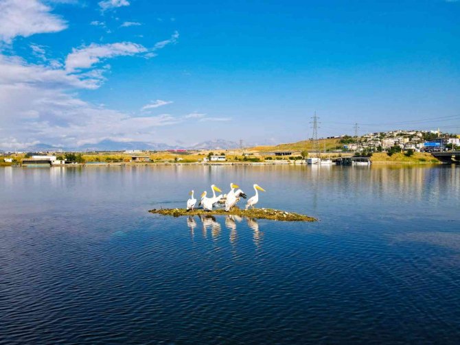 Kahramanmaraş’ta Pelikanların Göç Yolculuğu