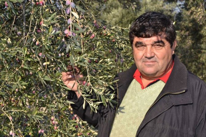 Ayvalık Zeytinine Platin Ödül