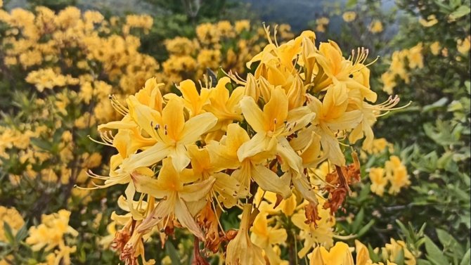 Perşembe Yaylası’nda Orman Gülleri İle Renk Cümbüşü