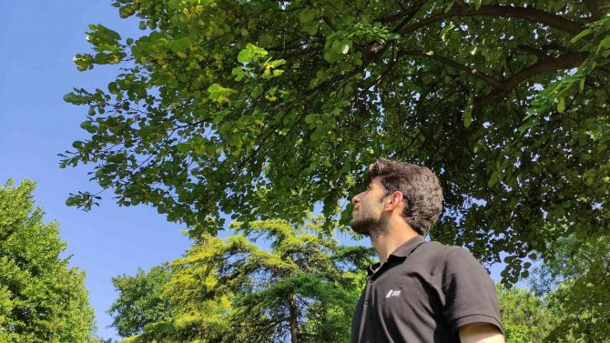 Kilosu Yüzlerce Lira...her Cadde Ve Parkta Var, Kimse Toplamıyor