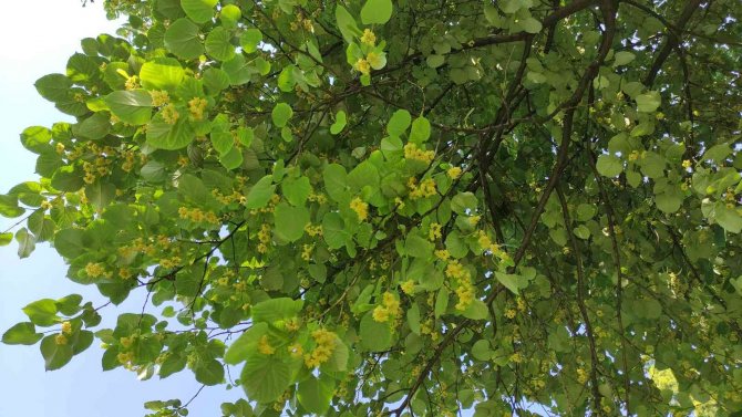 Kilosu Yüzlerce Lira...her Cadde Ve Parkta Var, Kimse Toplamıyor
