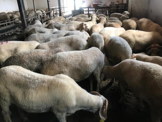 Kurbanlıklar Görücüye Çıktı