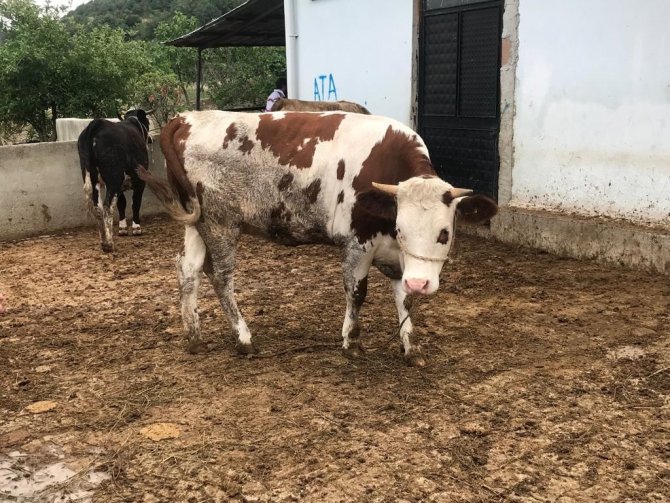 Kurbanlıklar Görücüye Çıktı