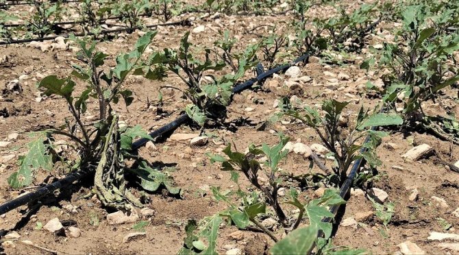 Dolu Yağışı Tarım Alanlarında Zarara Neden Oldu