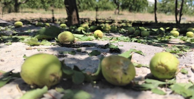 Kayısıyı Bu Kez Dolu Vurdu