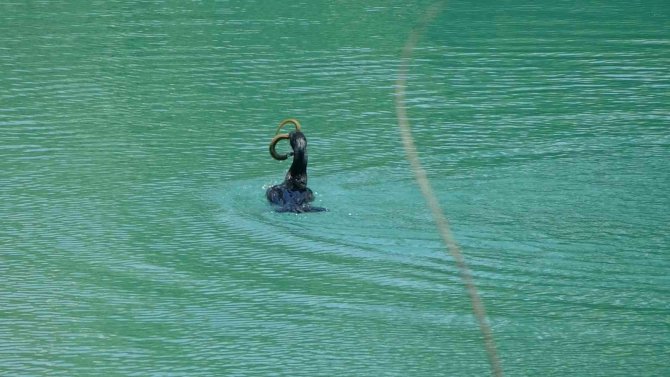 Manavgat Irmağı’nda Balıkçıl İle Yılan Balığının Mücadelesi