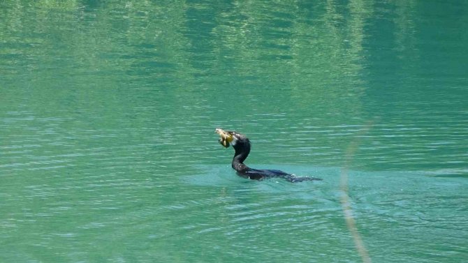 Manavgat Irmağı’nda Balıkçıl İle Yılan Balığının Mücadelesi