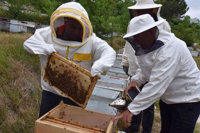 Ordu’da Arıcılara Polen Toplama Tuzağı Desteği