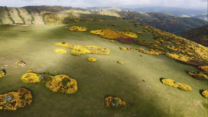 Perşembe Yaylası’nda Orman Gülleri İle Renk Cümbüşü