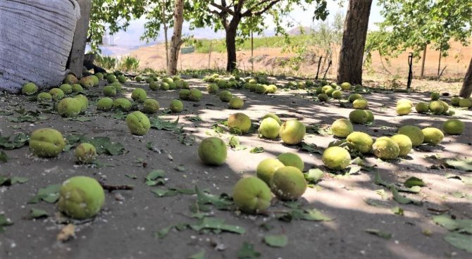 Kayısıyı Bu Kez Dolu Vurdu