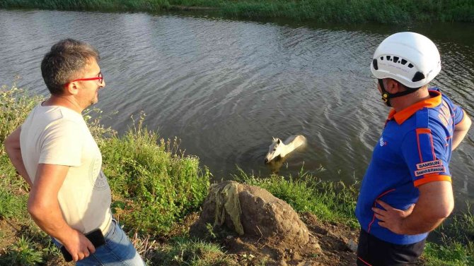 Dereye Düşen At 3 Gün Sonra Kurtarıldı