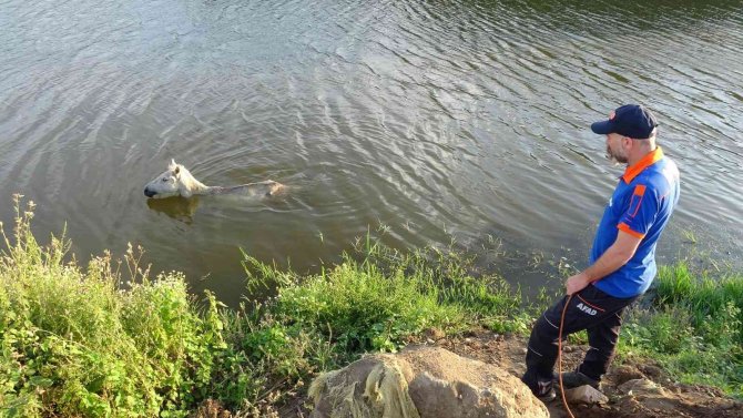 Dereye Düşen At 3 Gün Sonra Kurtarıldı