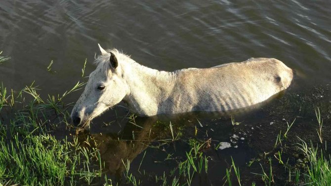 Dereye Düşen At 3 Gün Sonra Kurtarıldı